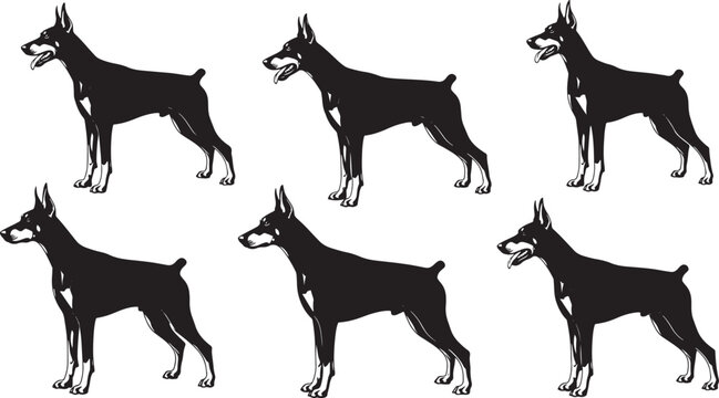 Doberman pinscher dog silhouettes standing pose isolated on transparent background vector set professional canine.