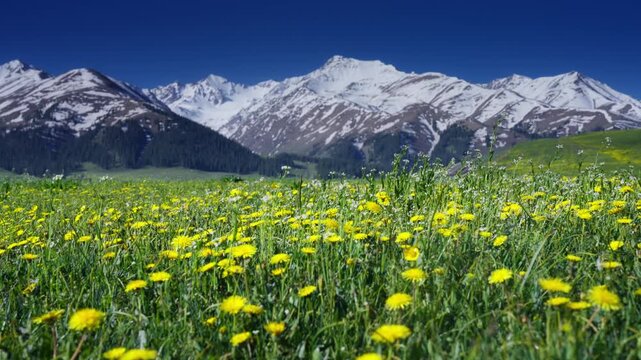 Wildflower Meadow and Snowy Mountain Range Under Blue Sky