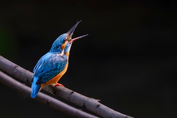 Fototapeta premium lilac breasted roller