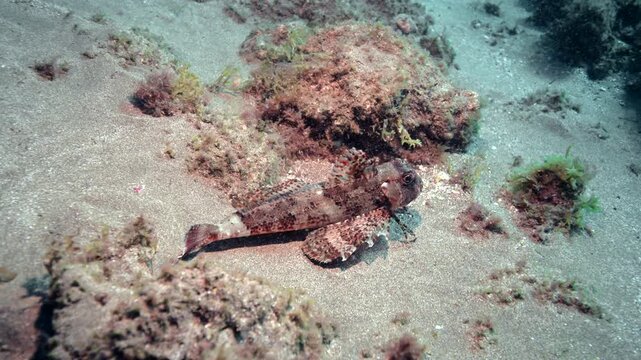 Sea Robin swimming above the sand in the canary Islands 