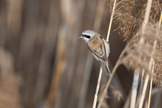 sparrow on the ground