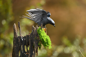 great tit parus major © Bai
