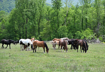 Fototapeta premium Horses by the Forest