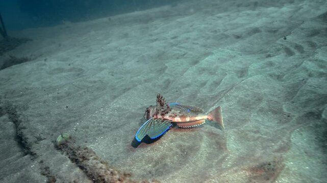 Sea Robin swimming above the sand in the canary Islands 