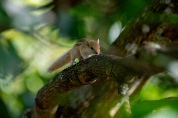 Fototapeta premium A small, three-striped palm squirrel rests on a thick, dark tree branch, surrounded by vibrant green, out-of-focus foliage that creates a lush, natural frame around the subject.