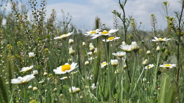 Flowering steppe grasses in May