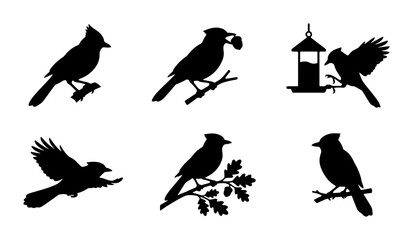 Vector Silhouette Bird Collection, Avian Wildlife Icons, Nature and Feathered Friends Graphics, Set of 6 © Tania