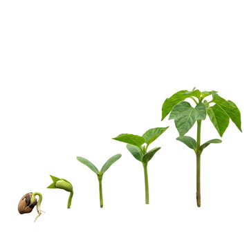 Sequence of Plant Growth Stages From Seed Germination to Sapling Leaf Development Isolated on White Background.  