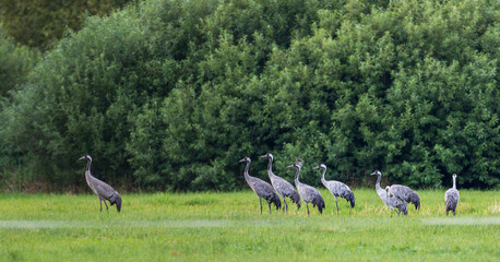 Fototapeta premium Common cranes feeding in a field in Podlaskie Voivodeship