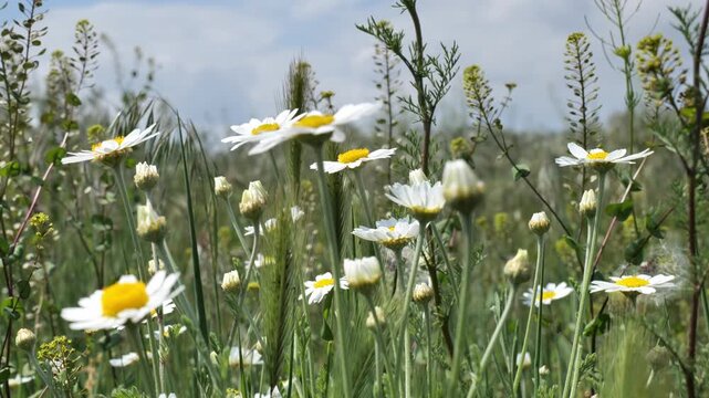 Flowering steppe grasses in May