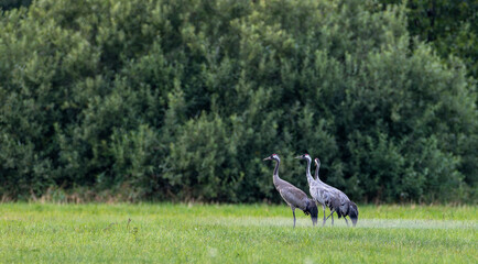 Fototapeta premium Eurasian cranes standing in green meadow