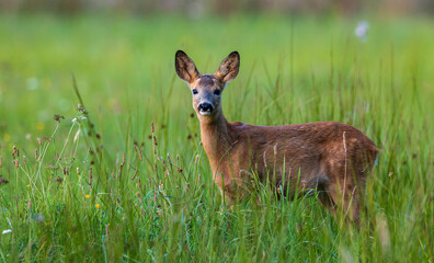 Roe deer standing in tall green grass turning head © Aleksander Bolbot