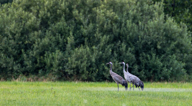 Eurasian cranes standing in green meadow
