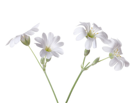 White flowers of Cerastium isolated on white background. Cerastium tomentosum