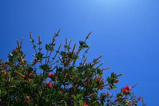 Radiant Calm&mdash;Bottlebrush Branches Painting Warmth Across the Horizon