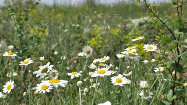 Flowering steppe grasses in May