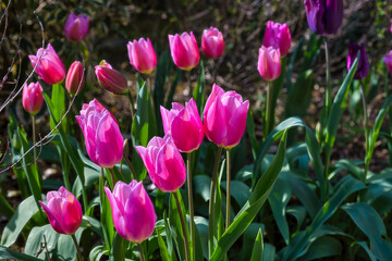 Fototapeta premium Keukenhof is a large park with immense tulip gardens, located between the towns of Lisse and Hillegom. The flowers of Holland (the Netherlands) are tulips, daffodils, and hyacinths.