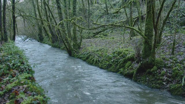 Stream in Mossy Forest Nature Reclaiming Industry Winter