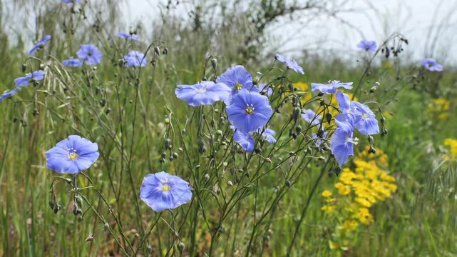 Blooming wild flax (Linum) in the wild steppe and the nightingale's song.