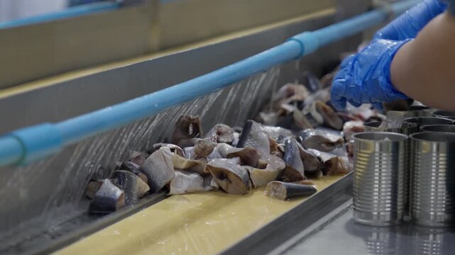 Food factory automated production line, fish processing factory conveyor belt gloved hand sorting seafood industrial plant, food production raw fish hygiene control, cold plant equipment