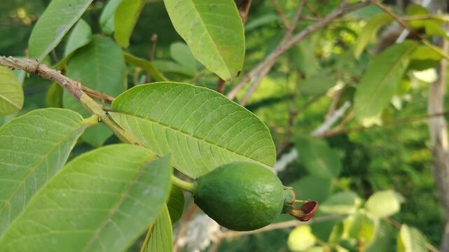 Close-up of Young Green Guava Fruit on a Branch