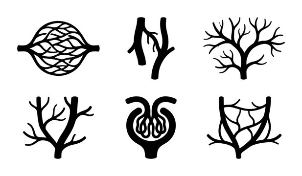 Medical Vascular System Icons, Blood Vessel Network Graphics, Circulatory System Branching Diagrams, Anatomy Illustrations, Healthcare Vector Set