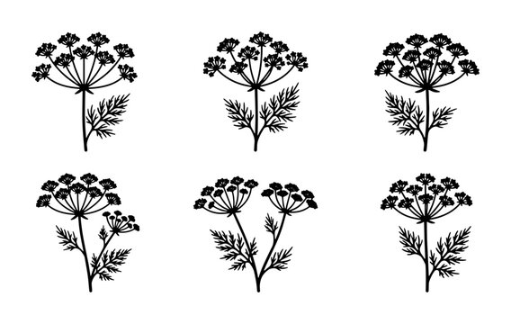 Six Black Silhouette Umbellifer Flowers, Delicate Dill and Parsley Botanical Illustrations, Simple Herbal Plant Vector Icons