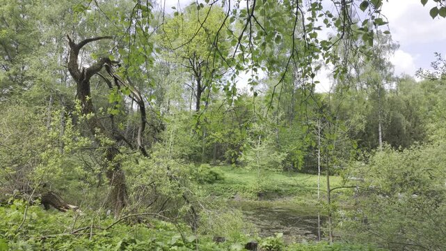 Green tree branches sway slowly over a quiet forest clearing with a broken trunk. This clip features natural audio with the ambient sound of wind rustling the leaves.