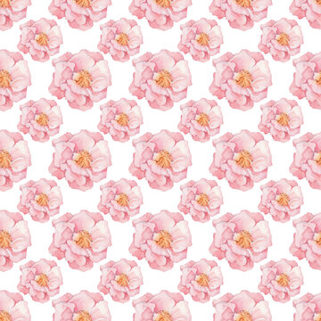Blush Pink Roses Seamless Pattern