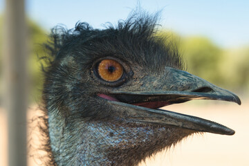 Fototapeta premium Detailed close-up of an emu's head showcasing its distinctive features such as orange-brown eye and textured feathers.