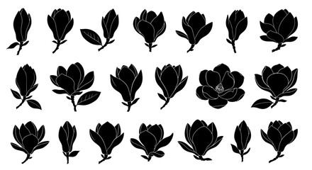 Black magnolia flower and leaf silhouettes on white background floral graphic elements © Asim