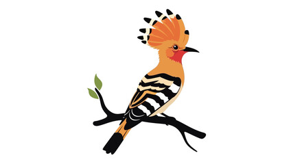 Colorful hoopoe bird perched on branch with leaves orange black and white feathers © Asim