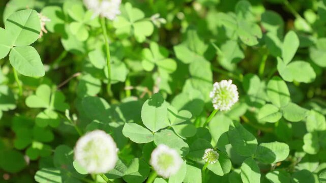 シロツメクサの野原に見つけた4本の四つ葉のクローバー。左から右へのドリーショット