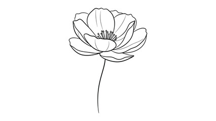 Line art single flower with black and white, backgroun © Rana