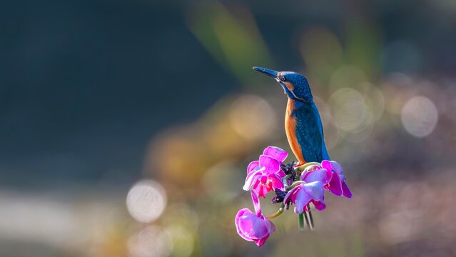 spring flower in the wind