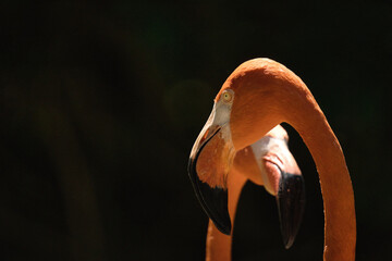 A striking close-up image of a flamingo's head and neck, showcasing its vibrant orange color and distinctive long shape against a dark background. © Alexander