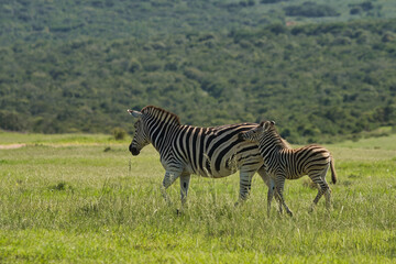 Obraz premium A mother zebra walks alongside her young offspring in a lush green grassland, showcasing their distinctive black and white stripes against a scenic backdrop.