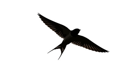 A black bird in flight with outstretched wings against a white background showcasing freedom and movement © Pabitra