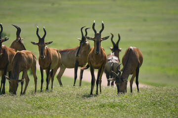 Obraz premium A herd of antelopes, including several individuals with prominent horns, grazing in a lush green meadow under clear skies.