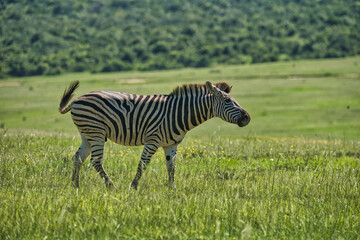 Obraz premium A zebra is walking through a lush green field, surrounded by rolling hills, showcasing its distinctive black and white stripes.