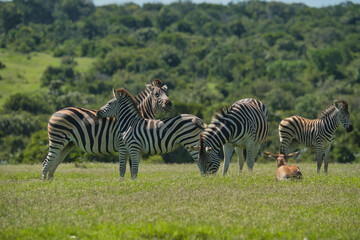 Obraz premium A herd of zebras standing and grazing in a lush green field, with hills in the background. One zebra is lying down, adding to the tranquil scene.
