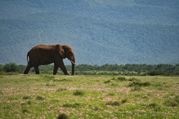 Fototapeta premium An elephant walks steadily across a lush green field with a mountainous backdrop, showcasing the beauty of wildlife in its natural habitat.