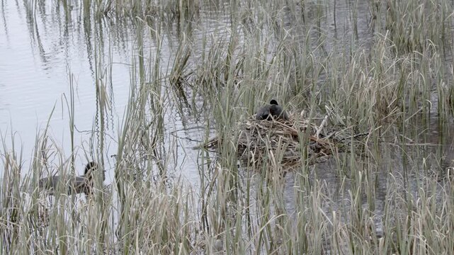 Pair of Eurasian coots (Fulica atra) building a nest in the reeds in spring, Lohja, Finland, Europe.