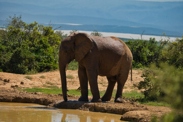 Obraz premium An adult elephant standing beside a waterhole in a natural landscape with greenery and distant hills.