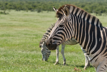 Obraz premium A close-up of a zebra with prominent black and white stripes, set against a backdrop of green grass and blurred zebras in the background.
