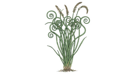 Fototapeta premium Wheat stalks and curled leaves botanical illustration on black background