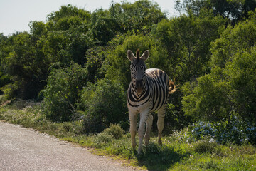 Naklejka premium A lone zebra stands near a dirt road, surrounded by green vegetation under a clear sky, showcasing its distinctive black and white stripes.