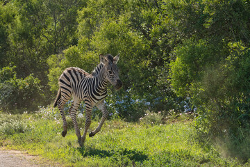 Naklejka premium A young zebra runs through lush greenery, showcasing its distinctive black and white stripes in a vibrant natural setting.