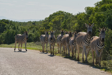 Naklejka premium A group of zebras standing beside a road, surrounded by lush greenery under a sunny sky, showcasing their distinctive black and white stripes.