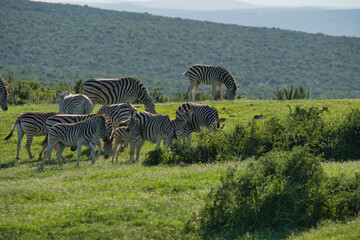 Naklejka premium A group of zebras grazing in a lush green field, set against a backdrop of rolling hills and distant mountains.